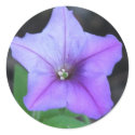 Purple Petunia sticker