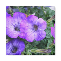Purple Petunias magnets by princessklb07 Purple Petunias magnets