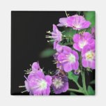 Purple Phacelia Magnet
