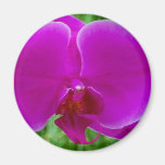 Purple Phalaenopsis Orchid Fridge Magnet