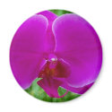Purple Phalaenopsis Orchid magnets