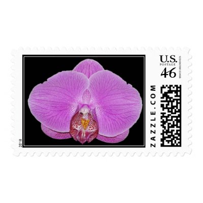 phalaenopsis orchid photo