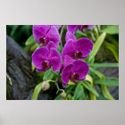 Purple Phalaenopsis Orchid style=border:0;