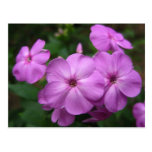 Purple Phlox Flowers Postcards