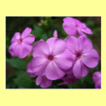 Purple Phlox Flowers postcards