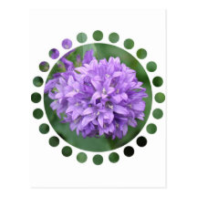 Purple Phlox Postcard