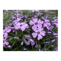 Purple Phlox posters