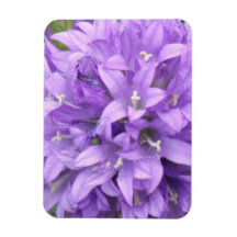 Purple Phlox Premium Magnet