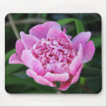 Purple Pink Flower bloom
