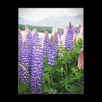 Purple & Pink Flowers : Lupins @ New Zealand Postc postcards