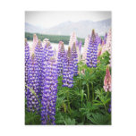 Purple & Pink Flowers : Lupins @ New Zealand Postc Postcard