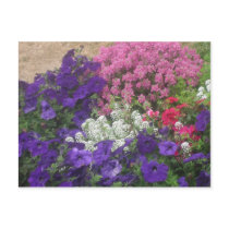 Purple Pink White Floral postcards