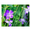 "Purple Pinwheel" posters