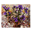 Purple Poos posters by Katharsis Purple Poos posters