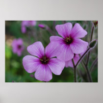 Purple Poppies Poster