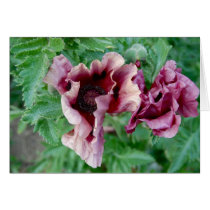 Purple Poppy Pair Card
