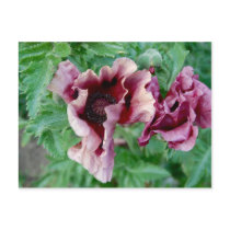 Purple Poppy Pair Postcard