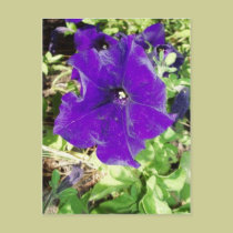 Purple postcards