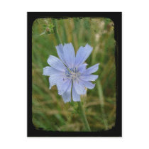 Purple postcards