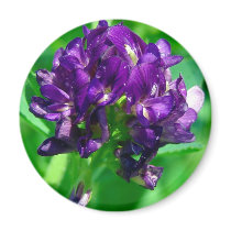 Purple Prairie Alfalfa magnets by angelandspot Purple Prairie Alfalfa magnets