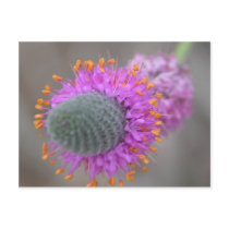 Purple Prairie Clover postcards by toots1 Purple Prairie Clover postcards
