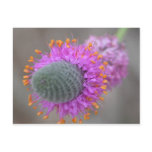 multiple, products, selected, purple, prairie,