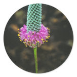 purple, prairie, clover, purple prairie clover,