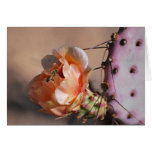 Purple prickly pear blossoms Purple prickly pear blossoms