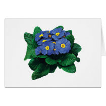 Purple Primroses cards