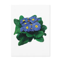 Purple Primroses postcards