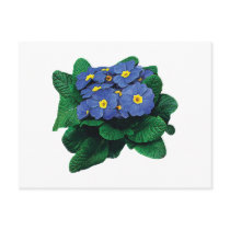 Purple Primroses postcards