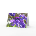 Purple Prose cards by skunger Purple Prose cards
