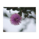 Purple Puff Flower Postcard by dlgray Purple Puff Flower Postcard