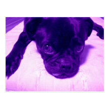 Purple Pug Post Card
