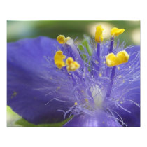 Purple Queen Photographic Print