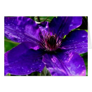 "Purple Rain" Clematis Photography Cards