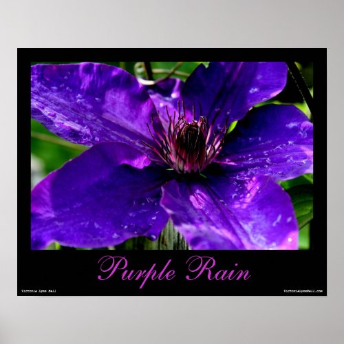 Purple Rain - Clematis Photography Poster print