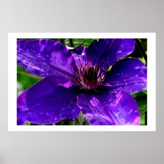 Purple Rain - Clematis Photography Print