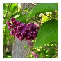 "Purple-Red Lilacs" Fine Art Poster posters