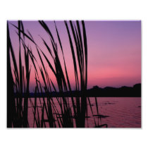 Purple Reeds at Dawn Photo