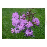 rhododendron, purple rhododendrons flowers, purple
