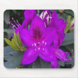 Purple Rhododendron Mouse Pad
