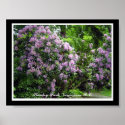 Purple Rhododendrons - Vancouver B.C. posters