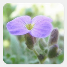 Purple Rock Cress Flower Sticker