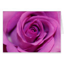 Purple Rose 01 cards by dmsanmartin Purple Rose 01 cards