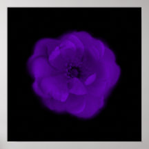 Purple Rose. Black Background. Poster