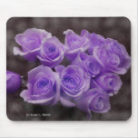 long stem rose, rose, pink, roses, floral,