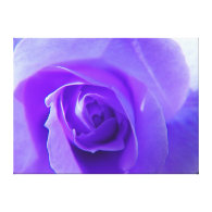 Purple rose flower macro picture. for home, office canvas prints