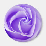Purple Rose Magnet magnets