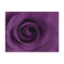 Purple Rose of Artsy Postcard Purple Rose of Artsy Postcard